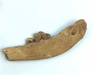 Animal Jaw Bone Fossil
