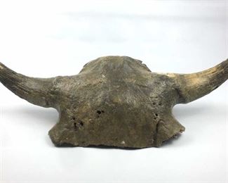 Bison Skull Fossil, 10,000 y/o