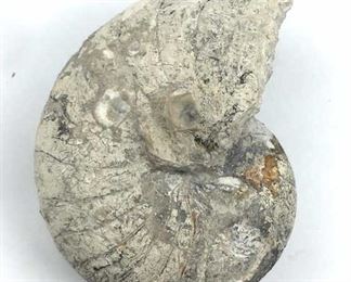 Nautaliod Shell Fossil