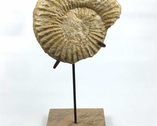 Texas Ammonite Fossil w/ Stand