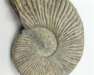 Texas Ammonite Fossil