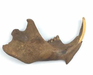 Beaver Type Jawbone Fossil