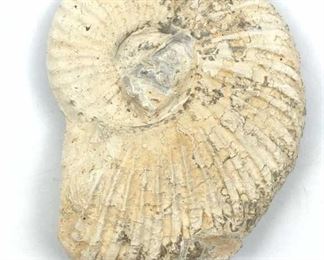 Texas Ammonite Fossil