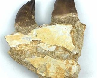 Mesosaur Teeth Fossil on Jaw 2 Teeth