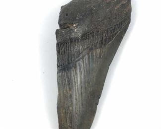 Megalodon Tooth Fossil, Florida