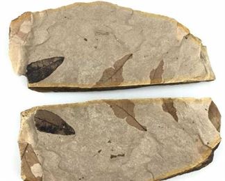 2 Piece Fossil w/ Leaf Fossils Inside. Wow!