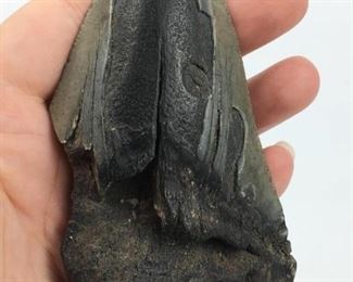 Megalodon Tooth Fossil, Florida