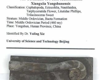 Trilacinoceras Sweet Cephalopod Fossil, China