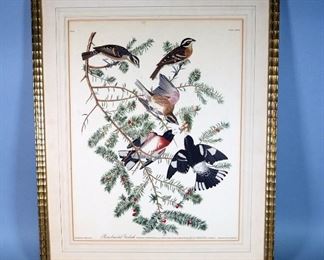 John J. Audubon Folio Size Chromolithograph Of Rose Breasted Grosbeak Plate, Framed And Matted, 21" W x 25" H