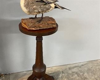 Taxidermy Duck, Mahogany Plant Stand