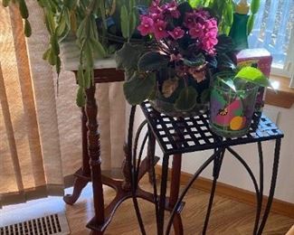 Christmas Cactus On Marble Stand African Violet And Pothos Cutting
