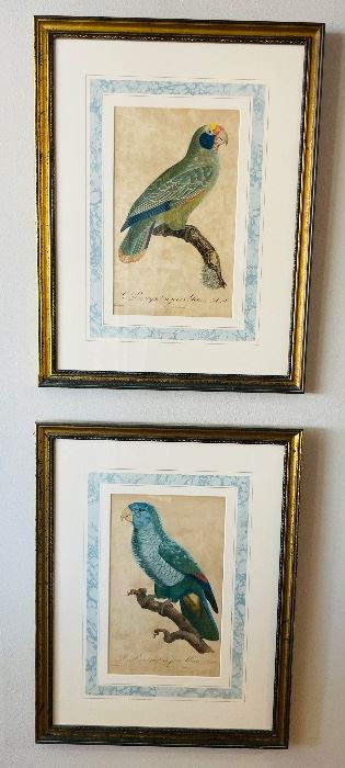 32______$300 
Set of 2 French antique prints Parrot Le Perroquet a joues bleues 18x23  n106/122