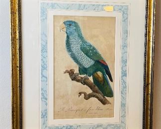 32______$300 
Set of 2 French antique print Parrot Le Perroquet a joues bleues 18x23  n106/122