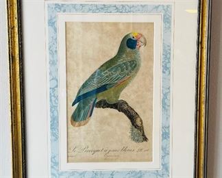 32______$300 
Set of 2 French antique print Parrot Le Perroquet a joues bleues 18x23  n106/122
