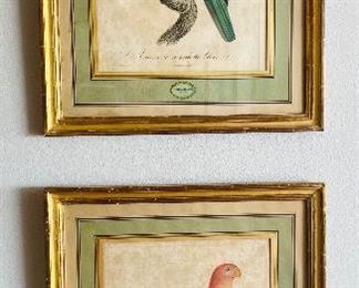 34______$300 
Set of Two French Antique Parrot prints Barradant La Perruche  & l'Amazone 18x21