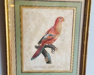 34______$300 
Set of Two French Antique Parrot prints Barradant La Perruche  & l'Amazone 18x21