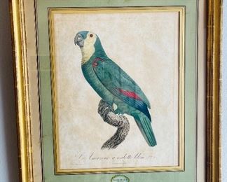 34______$300 
Set of two French Antique Parrot prints Barradant La Perruche  & l'Amazone 18x21
