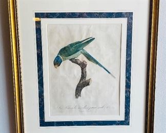 35______$300 
Set of 2 French Antique Parrot prints Barradant Two perruches  20x23