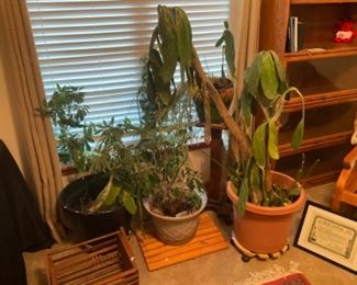 PLANTS. THEY NEED A GOOD HOME