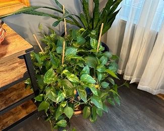 More plants!
