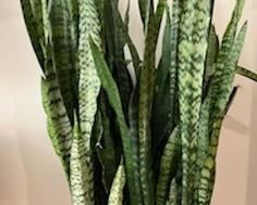 Snake Plant