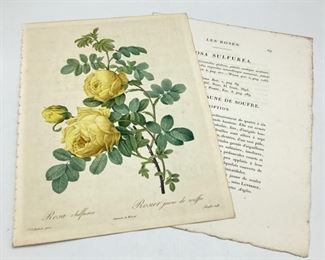 Pierre J. Redouté (1759-1840) Original Stipple Engraving - Les Roses 1817-1824