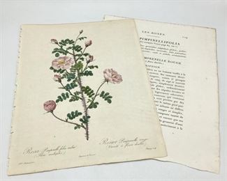 Pierre J. Redouté (1759-1840) Original Stipple Engraving - Les Roses 1817-1824