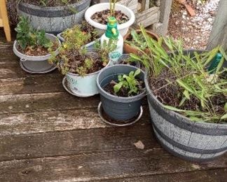 Deck and Patio Plants Assortment