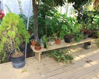 40+ POTTED PLANTS