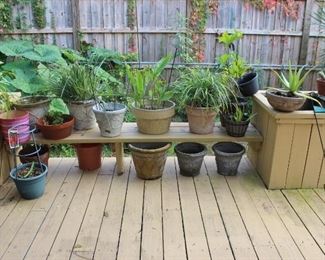 40+ POTTED PLANTS