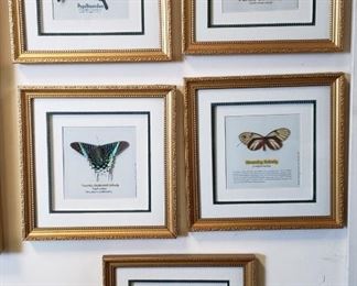 Framed butterflies.