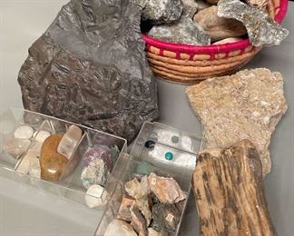 Rocks, Fossils, Petrified Wood