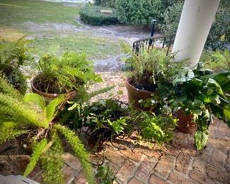 Plants - ferns, crown of thorns, ponytail palm, asparagus fern, and more