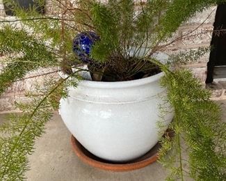 fern in white planter pot