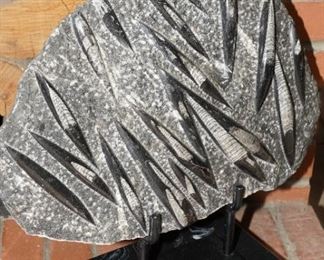 Large polished Orthoceros slate fossil.  This fossil is about 2ft wide x 16" tall on a marble stand.   