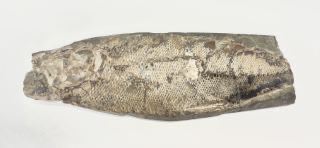 Antique Fish Fossil