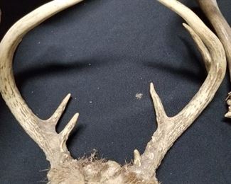 Antlers 