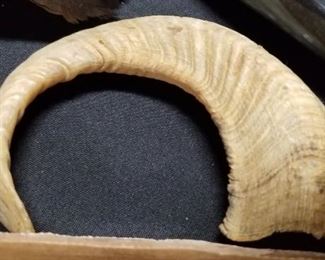 Ram Horn