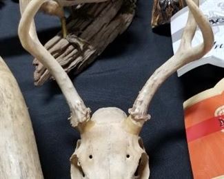 Deer Antlers and Head 