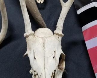 Deer Antlers and Head 