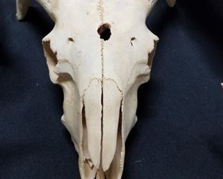 Steer Skull and Horns 