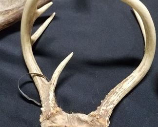 Antlers 