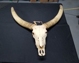 Longhorn Steer head