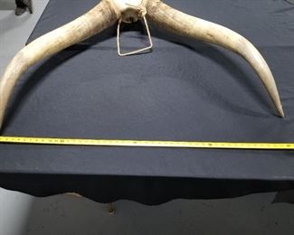 Longhorn Steer head