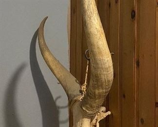 Large Massive Steer Bull Longhorn Horns & Skull • approximately 52” up & down (about 45” tip to tip).