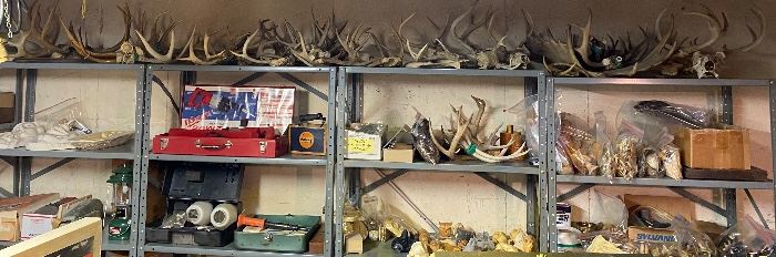 Many sets of Deer Antlers • Moose • Turtle Shells • Elk 