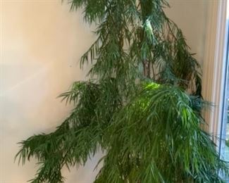 About 9’ tall - Yew Podocarpus