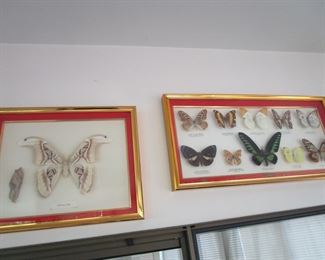 Butterfly taxidermy