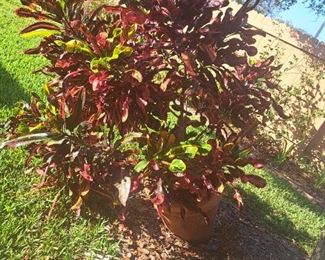 Large Potted  croton plant $50