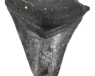 Giant Megalodon Shark Tooth Fossil